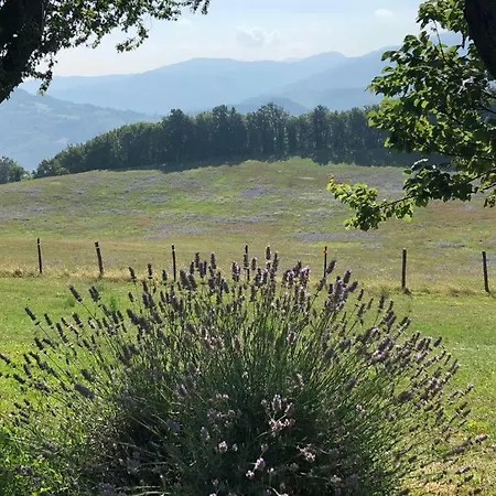 公寓 Tenuta Ca Di Bertucci Solignano